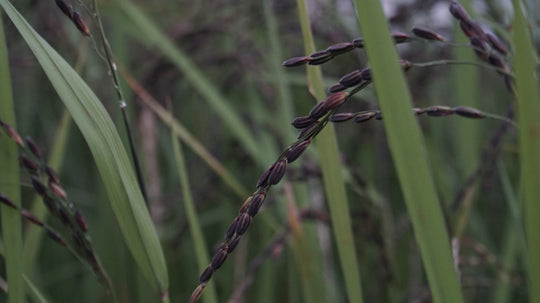 Black Rice – The New Superfood