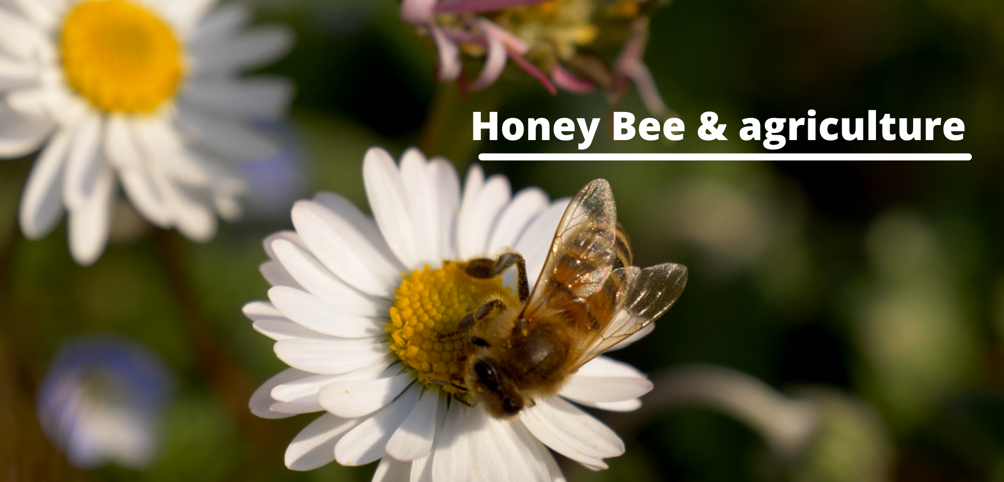Effect of Honey bees on agriculture and food production – Let'sLive